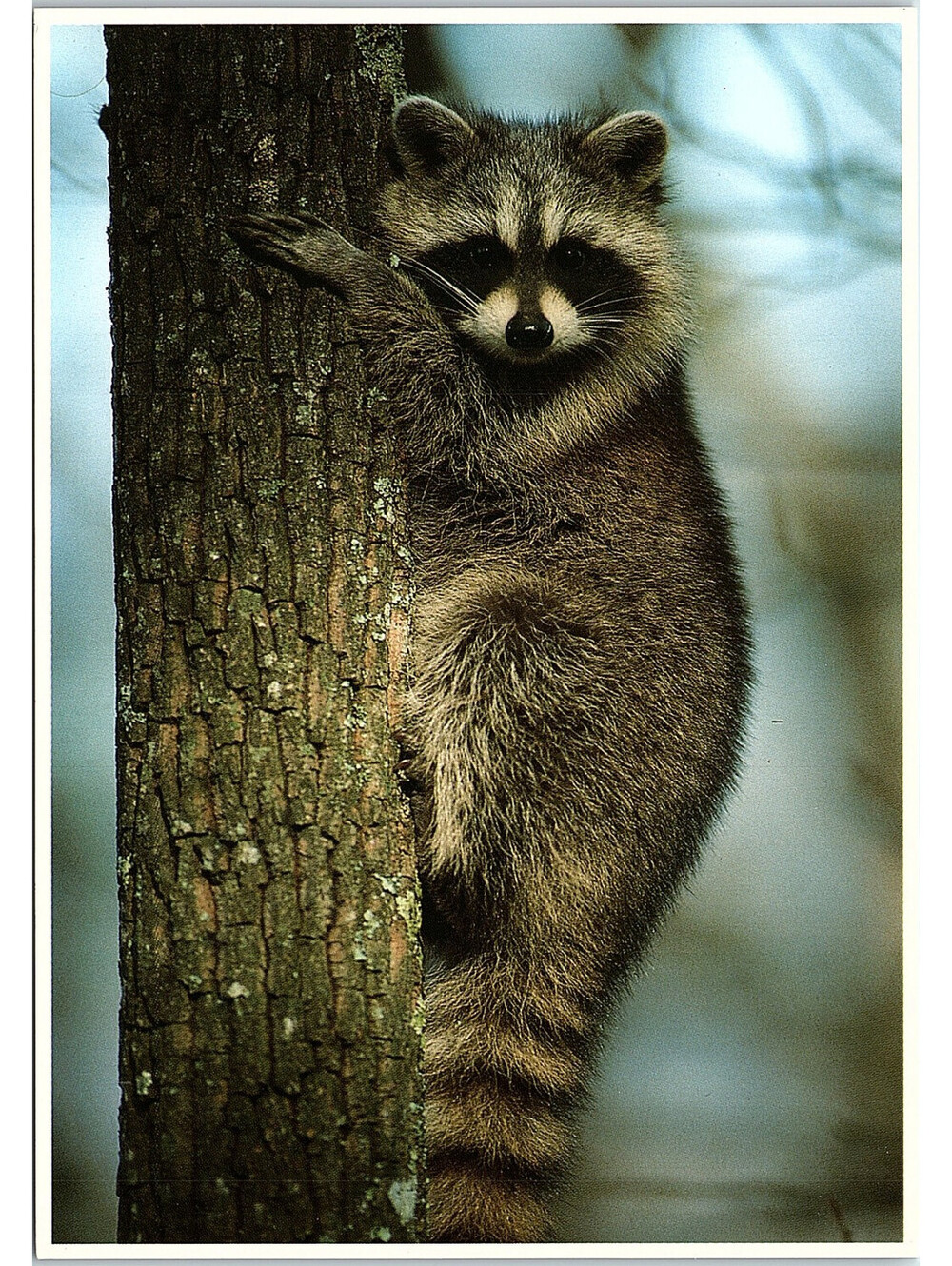 Vintage Postcard Raccoon North American Wildlife Impact 1989